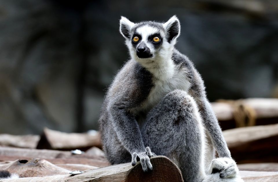 FOTO: Najstariji lemur na svetu ušao u Ginisovu knjigu rekorda - dobio i posebnu tortu FOTO: Najstariji lemur na svetu ušao u Ginisovu knjigu rekorda - dobio i posebnu tortu