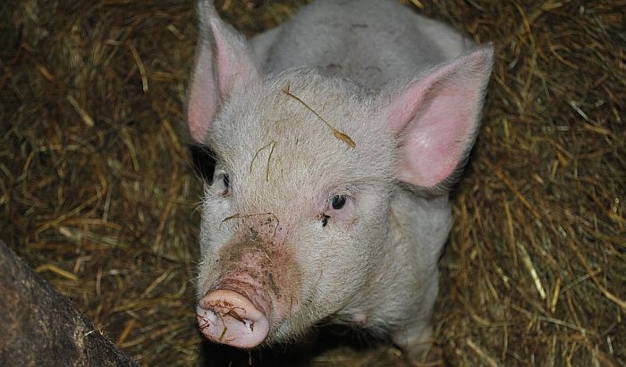 Afrička svinjska groznica izbila i u Belgiji