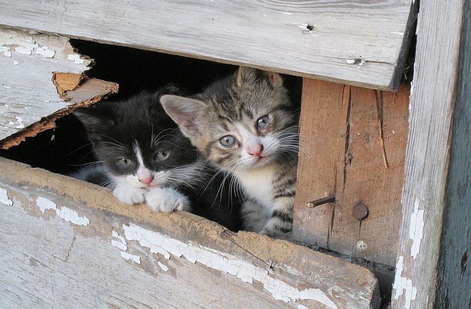 Šta ako odnesete uličnu mačku na sterilizaciju: U "Zoohigijeni" demantuju da se "čipuju" na građane