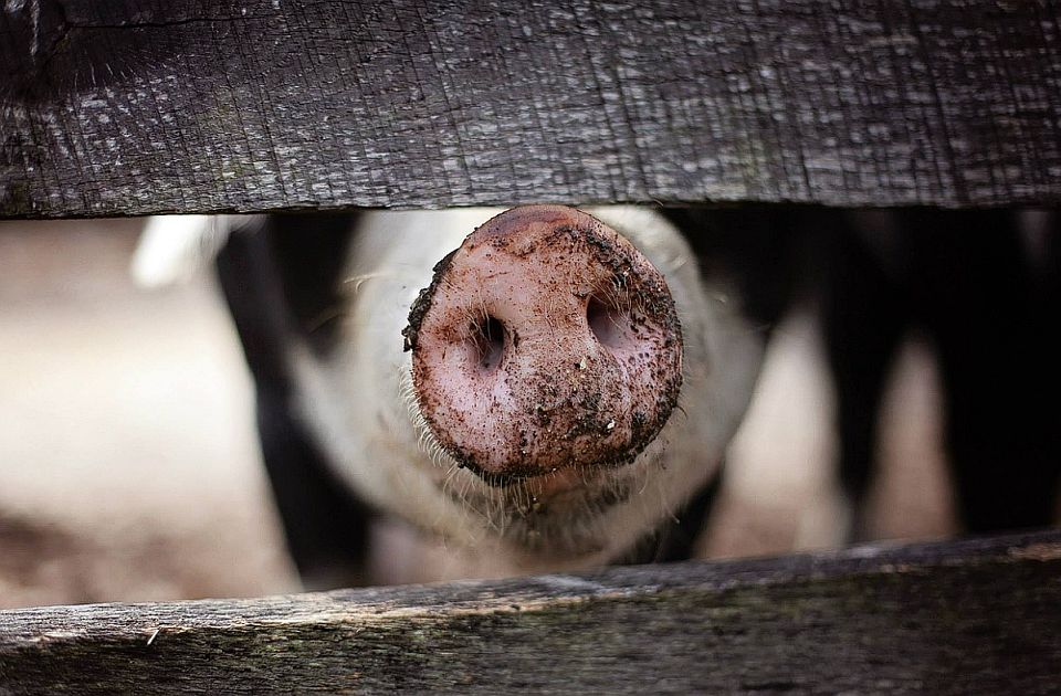 Svinja mrtva, krava ne može da ustane: Snimci iz Poljoprivredne škole u Futogu uznemirili javnost