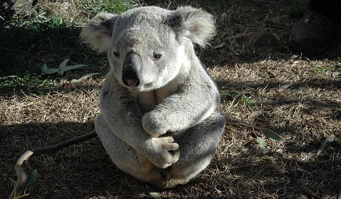 Koala ušla u kuću i smestila se na novogodišnju jelku