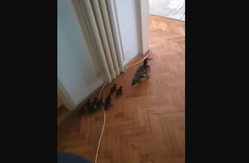 VIDEO Novosađanina u sobi dočekalo jato pačića, posle jurnjave po stanu vraćeni u prirodno stanište