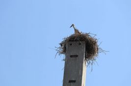 FOTO, VIDEO: Pogledajte kako izgleda velika kolonija roda na Klisi