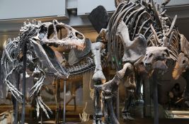 Naučnici korak bliže otkrivanju tajne o razmnožavanju dinosaurusa