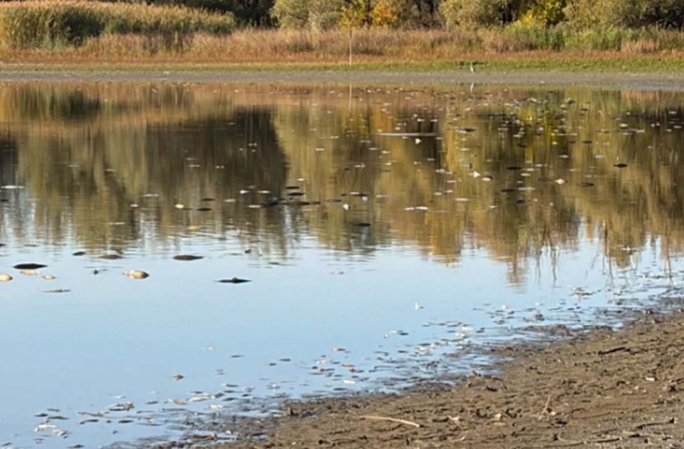 FOTO: Ribe uginule u Begečkoj jami zbog niskog vodostaja i manjka kiseonika