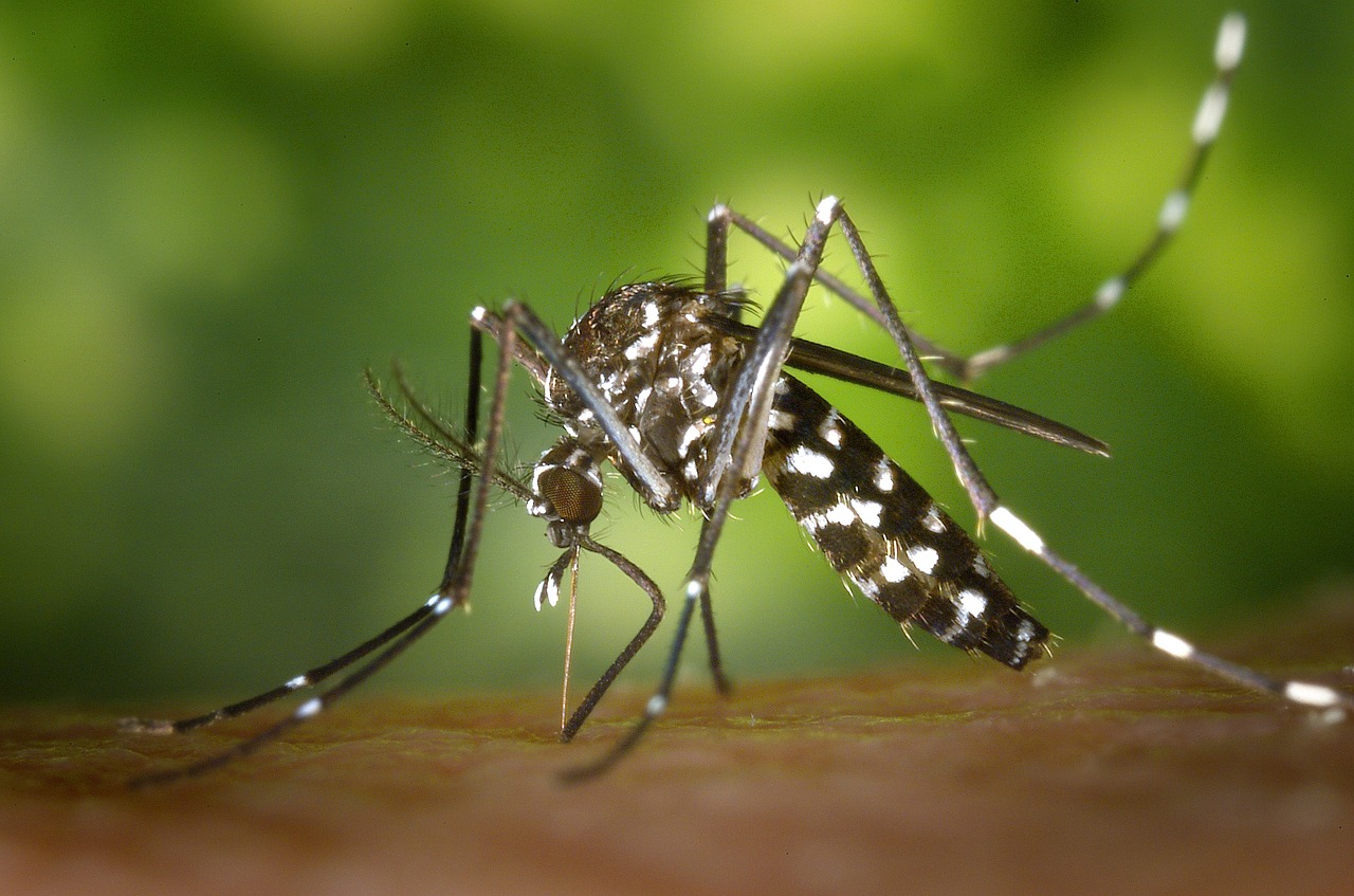 Azijski tigrasti komarci prvi put pronađeni u Novom Sadu 
