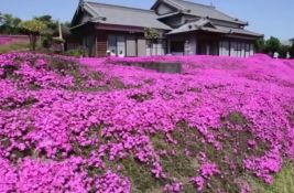 VIDEO: Dve godine sadio hiljade cvetova da usreći slepu suprugu