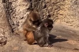 FOTO, VIDEO: Maleni majmun Panč ima novu prijateljicu