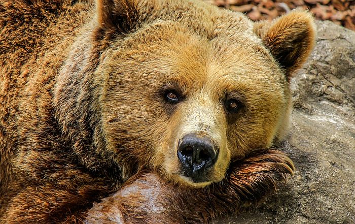FOTO: Tužan prizor iznemoglog medveda u gomili smeća