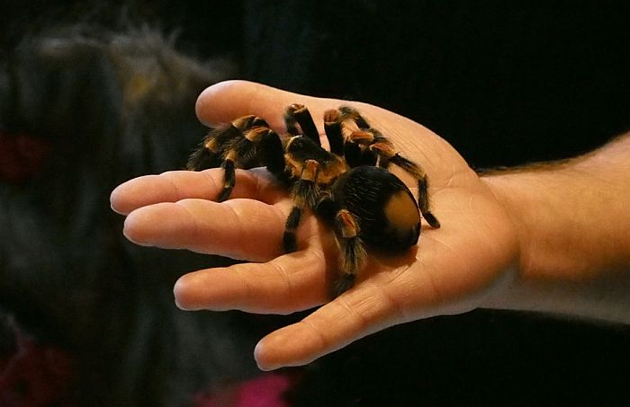 VIDEO: Panika u vozu zbog tarantule, sve samo šala jednog putnika