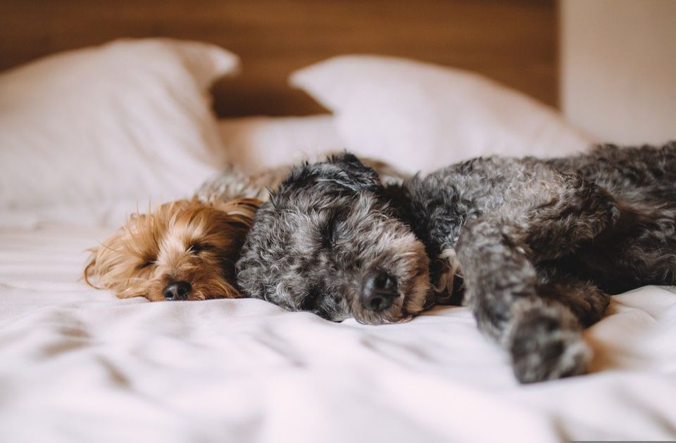 Koliko psi ljubimci u proseku spavaju i da li vašem nedostaje san?