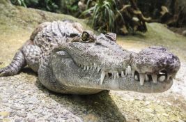 Jedna žena umrla, još dve osobe povređene u napadima aligatora na Floridi