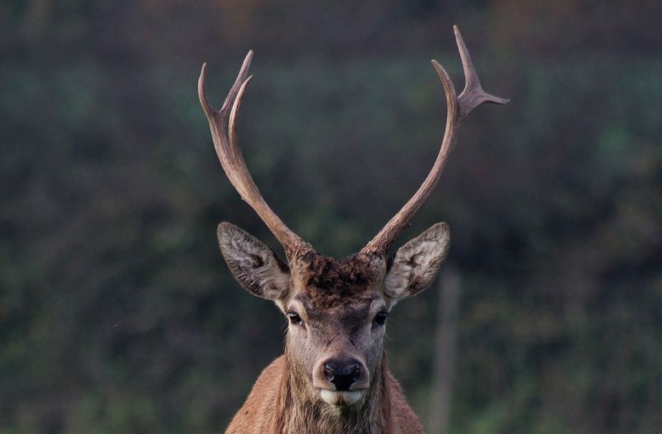 FOTO: Na društvenim mrežama fotografija mršavog jelena, u Zoo vrtu Bor kažu da ima hrane