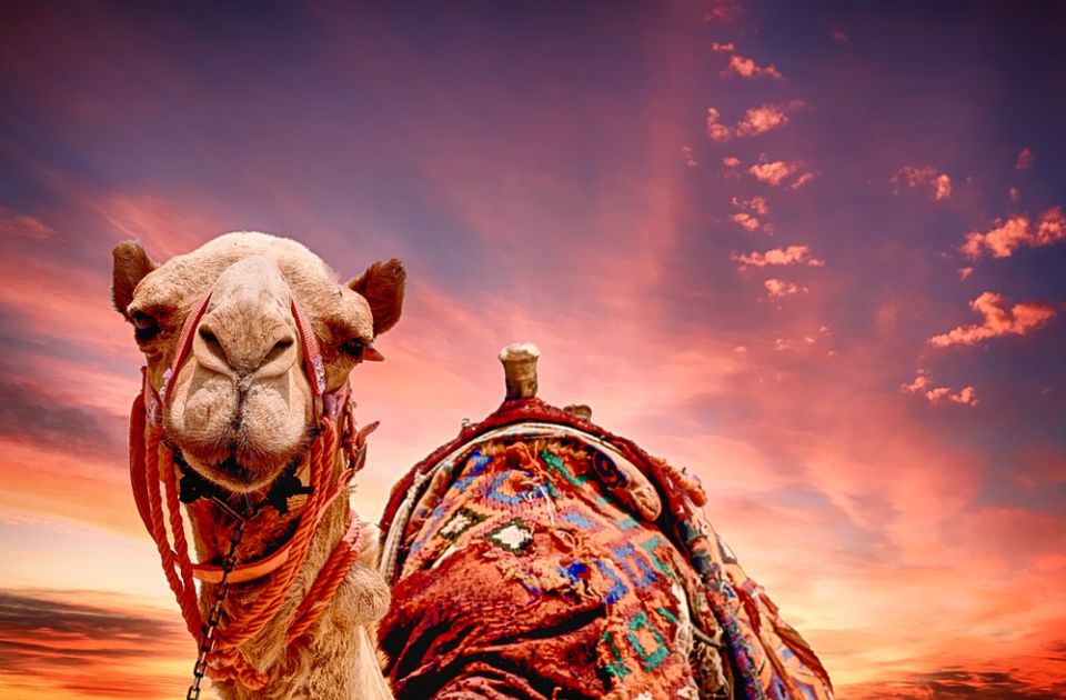 Luksuzni "hotel" za kamile: Toplo mleko i tetošenje pre izbora lepote