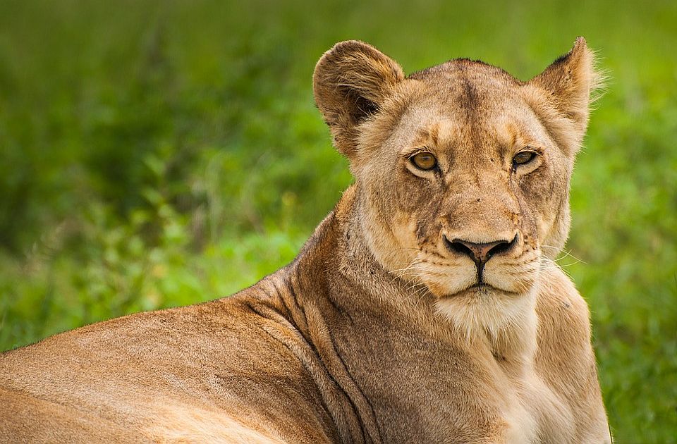 VIDEO Nesvakidašnja scena u parku Serengeti: Lavica "usvojila" mladunče gnua