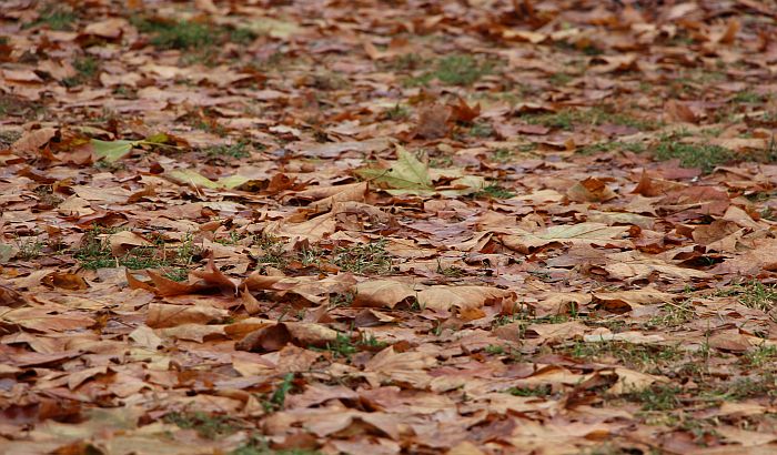 Sutra tmurno, vetrovito i moguća je kiša