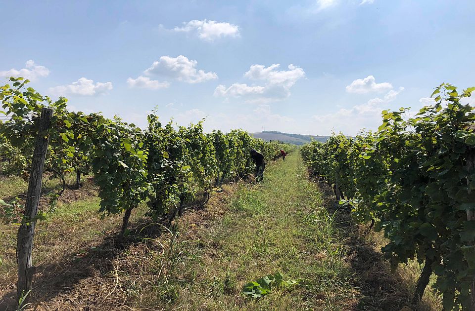 U Sremskim Karlovcima predviđaju "zonu eksploatacije rudarskih sirovina", građani žele vinograde