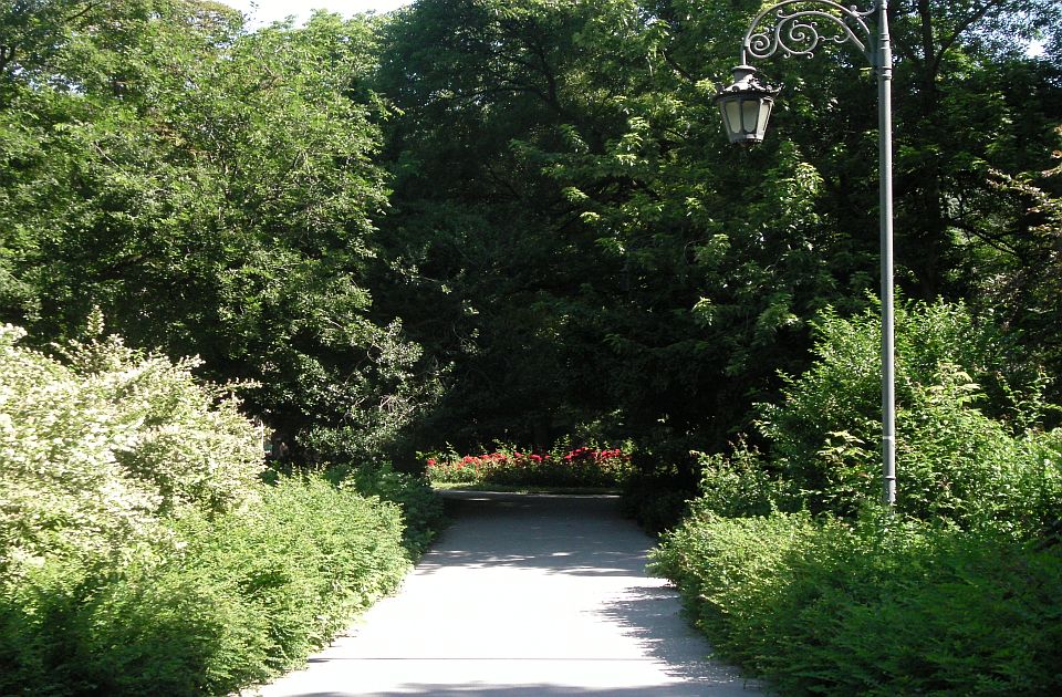 Kakva je situacija sa polenima: Ambrozija u nižim koncentracijama, ali očekuje se porast