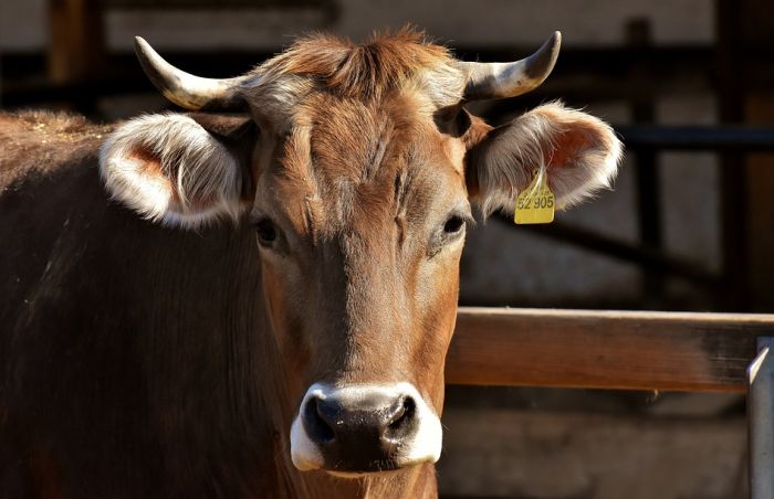 Prva krava plaćena bitkoinima u Crnoj Gori dobila ime Bitkoinka