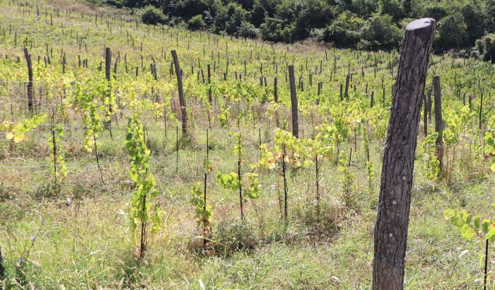 Šta se crni u Karlovačkim vinogradima: Građani se žale na masne slojeve na automobilima i stolovima