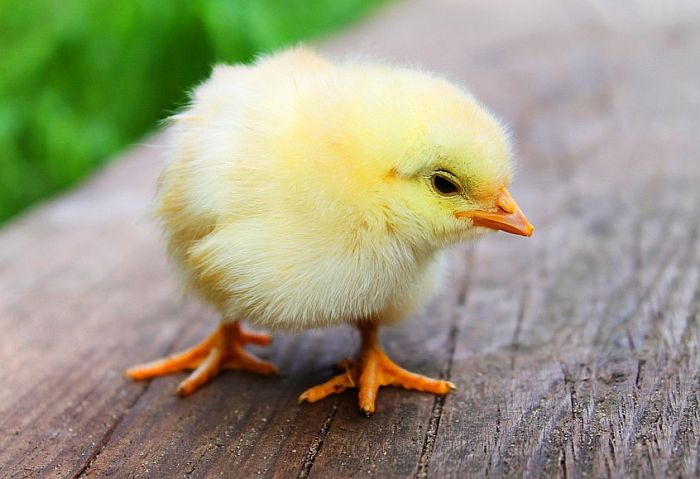 Nemačka zabranjuje ubijanje muških pilića