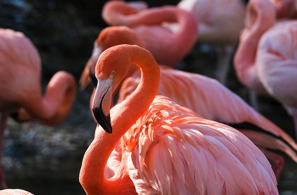 Više desetina flamingosa stradalo u Indiji: Putnički avion naleteo na jato