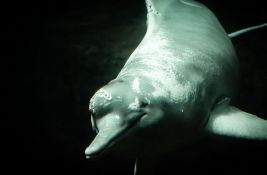 Istraživanje pokazalo: Stotine delfina uginule u amazonskom jezeru jer je voda bila vrela