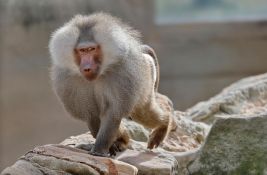 U belgijskom azilu uspavan majmun koji je bio zavisan od alkohola