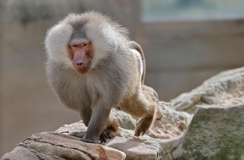 U belgijskom azilu uspavan majmun koji je bio zavisan od alkohola