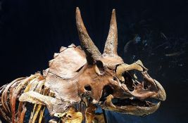 Skelet triceratopsa po imenu Trej uskoro na aukciji