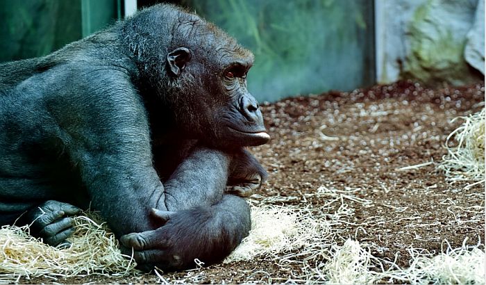 Gorile u zoo vrtu u San Dijegu se oporavljaju od kalifornijskog soja kovida, biće vakcinisane