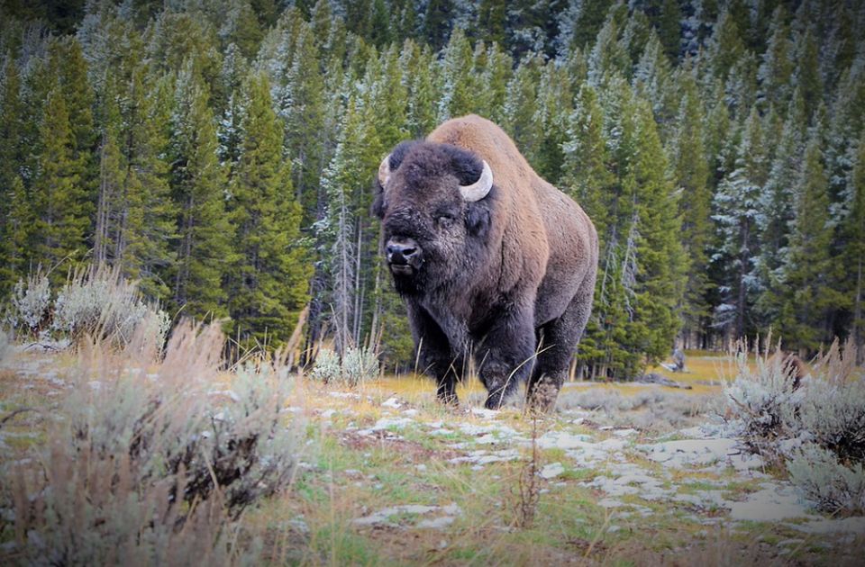 Od sledeće nedelje građani biraju imena za pet bizona na Fruškoj gori
