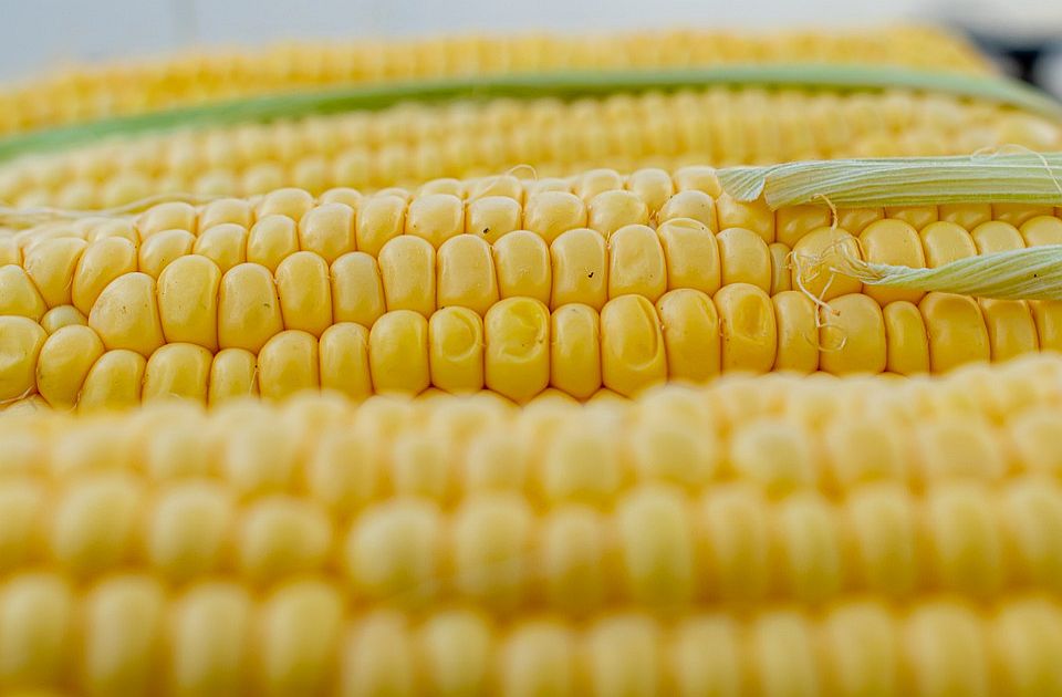 Izvoz pšenice, kukuruza i brašna organskog porekla ponovo slobodan