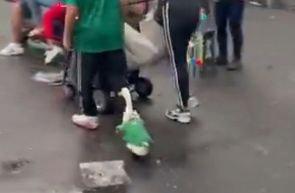 VIDEO: Guska u dresu Meksika postala hit na otvaranju Mundijala