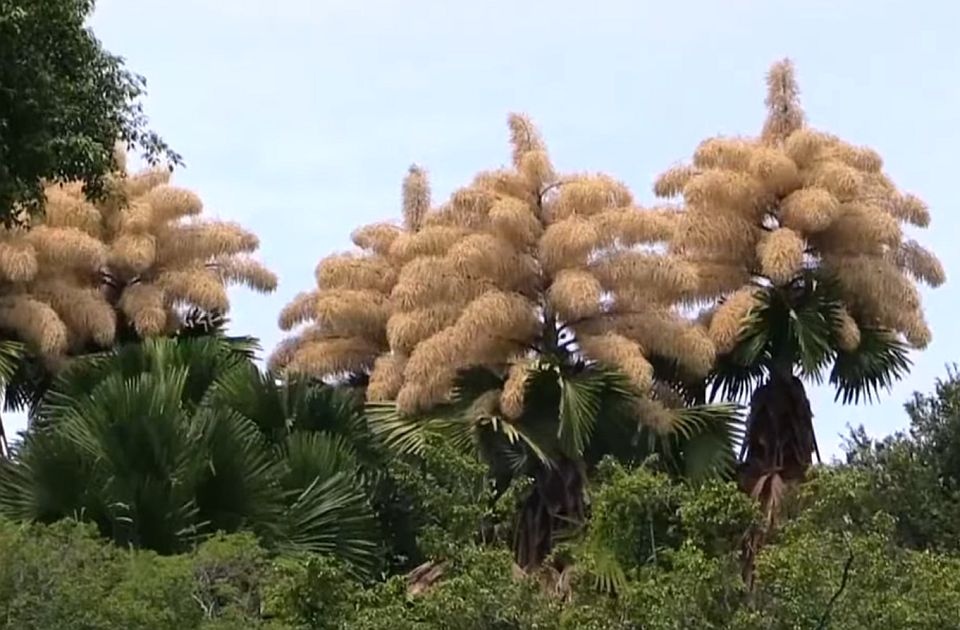 VIDEO: U Rio de Žaneiru procvetale palme koje cvetaju samo jednom