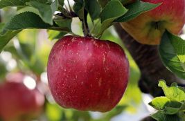 Žena iz Beograda osumnjičena da je prevarila proizvođača jabuka 