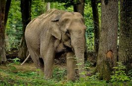 Slon ubio 20 ljudi u Indiji, u toku potraga