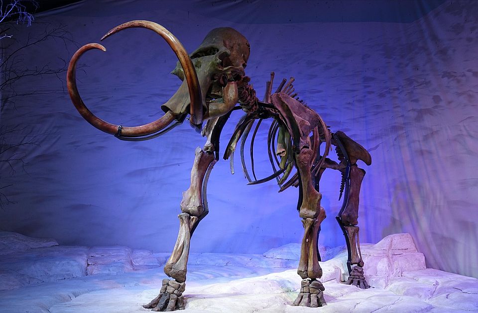 Mamutske kosti čuvane u muzeju 70 godina zapravo pripadaju drugoj životinji