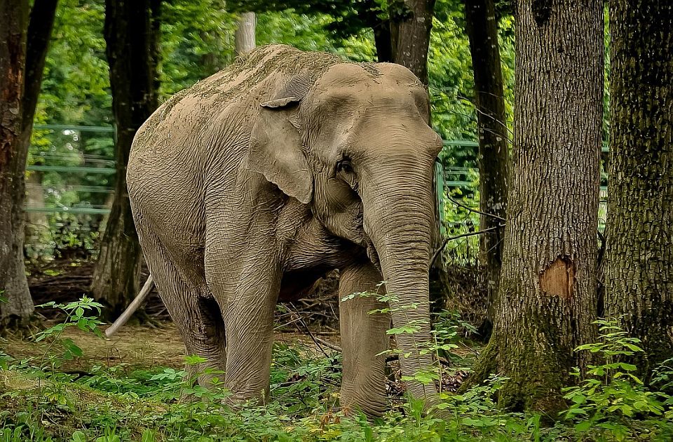 Slon ubio 20 ljudi u Indiji, u toku potraga