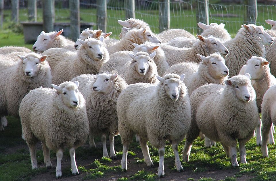 Novi Zeland ima pet puta više ovaca nego ljudi - i to mu nije dovoljno