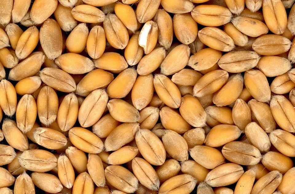 Predavanje u okviru izložbe "Pšenica – od njive do trpeze" u sredu