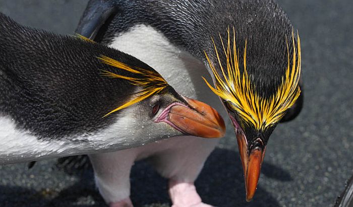 Carskom pingvinu preti odumiranje