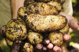 Za Ginisa: Džinovski krompir teži od četiri kilograma iskopan u Vladičinom Hanu