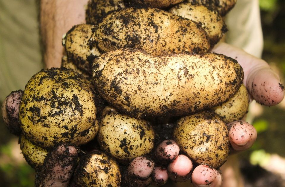 Za Ginisa: Džinovski krompir teži od četiri kilograma iskopan u Vladičinom Hanu