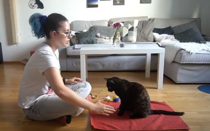 VIDEO: Mačka za minut napravila 26 trikova i ušla u Ginisovu knjigu rekorda