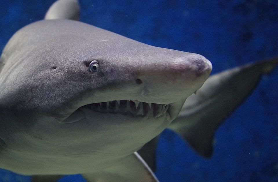 Druga najveća vrsta ajkule snimljena u Jadranskom moru