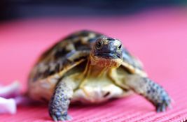 Kornjače možda kriju tajnu za lek protiv raka