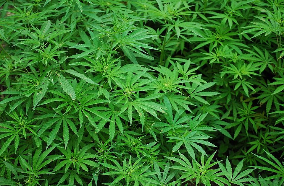 Na vikendici kod Inđije zaplenjena marihuana i amfetamin