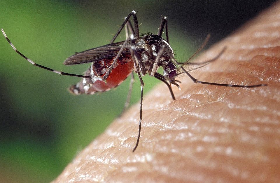 Kod komarca u Beogradu otkriven virus Zapadnog Nila