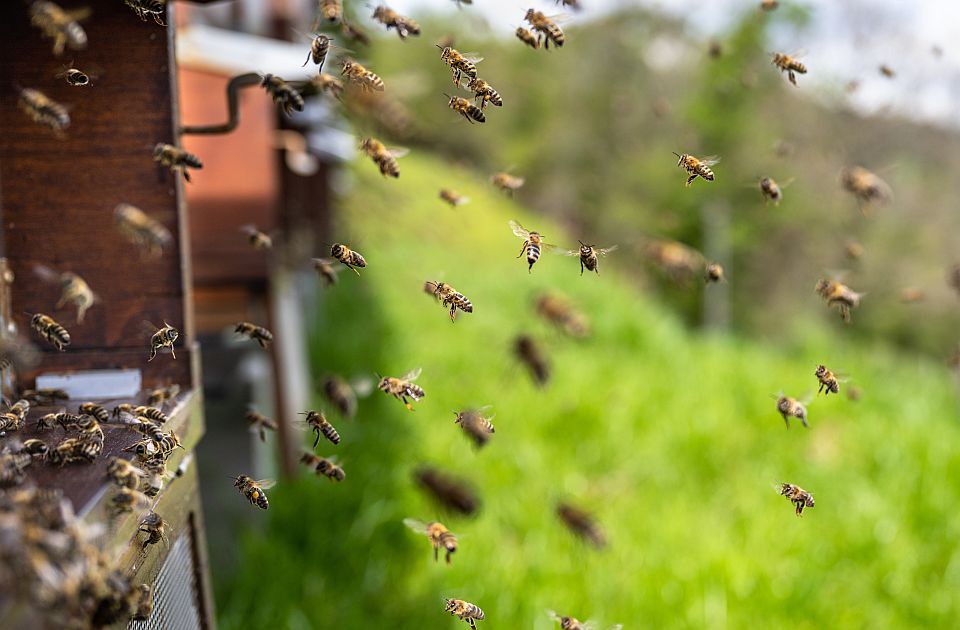 Požar u Deliblatskoj peščari pogodio i pčelare: Gorelo oko 11.000 hektara pod bagremom